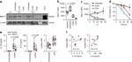 CD14 Antibody in Flow Cytometry (Flow)