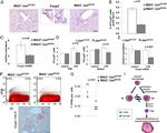 FOXP3 Antibody in Immunohistochemistry (IHC)