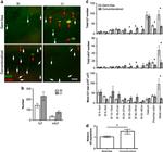 CD45R Antibody in Immunohistochemistry (IHC)