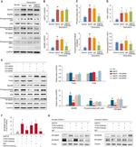 HSP70 Antibody in Neutralization (Neu)