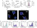 CD107a (LAMP-1) Antibody in Immunocytochemistry (ICC/IF)