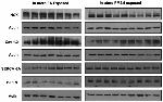 SERCA2 ATPase Antibody in Western Blot (WB)