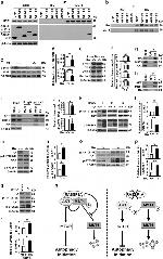 RASSF1A Antibody in Western Blot, Immunoprecipitation (WB, IP)