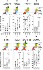 CD257 (BAFF, BLyS) Antibody in Flow Cytometry (Flow)