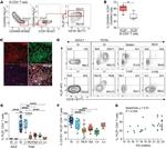 CD4 Antibody in Immunohistochemistry (IHC)