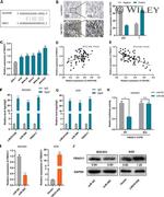 AGO2 Antibody in Immunoprecipitation, RNA Immunoprecipitation (IP, RIP)