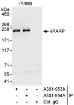 vPARP Antibody in Immunoprecipitation (IP)