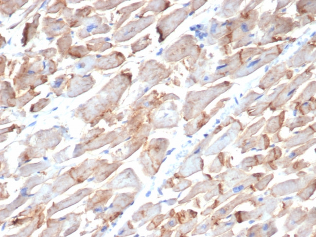 N-Cadherin/Cadherin-2/CD325 (NCAD) Antibody in Immunohistochemistry (Paraffin) (IHC (P))
