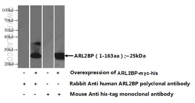 ARL2BP Antibody in Western Blot (WB)