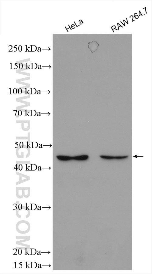 SNX6 Antibody in Western Blot (WB)