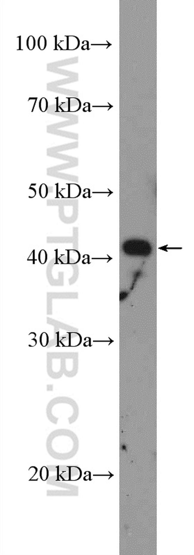 NCK2 Antibody in Western Blot (WB)