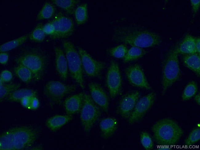 HSPBP1 Antibody in Immunocytochemistry (ICC/IF)