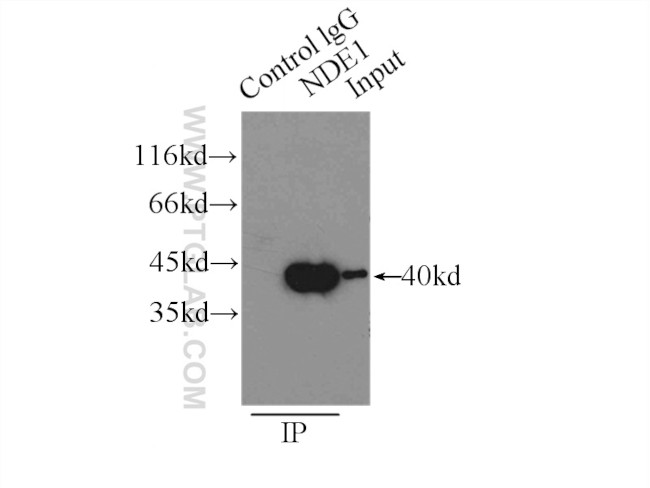 NDE1 Antibody in Immunoprecipitation (IP)