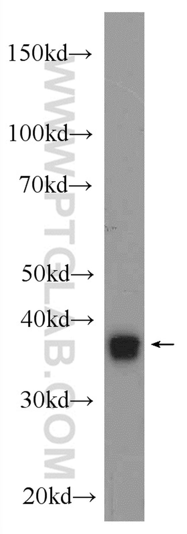 NDE1 Antibody in Western Blot (WB)