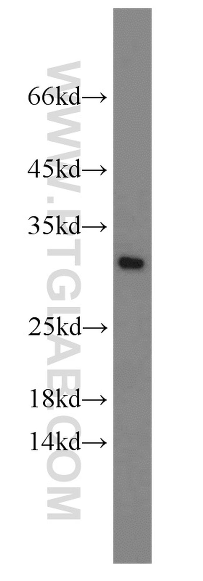 EIF6 Antibody in Western Blot (WB)