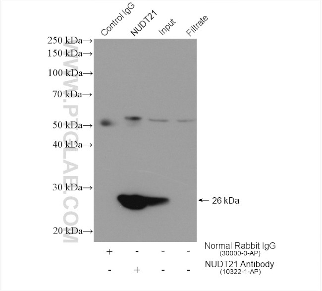 NUDT21 Antibody in Immunoprecipitation (IP)