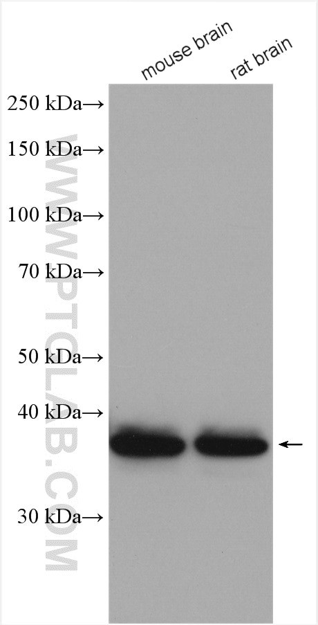 STOML2 Antibody in Western Blot (WB)