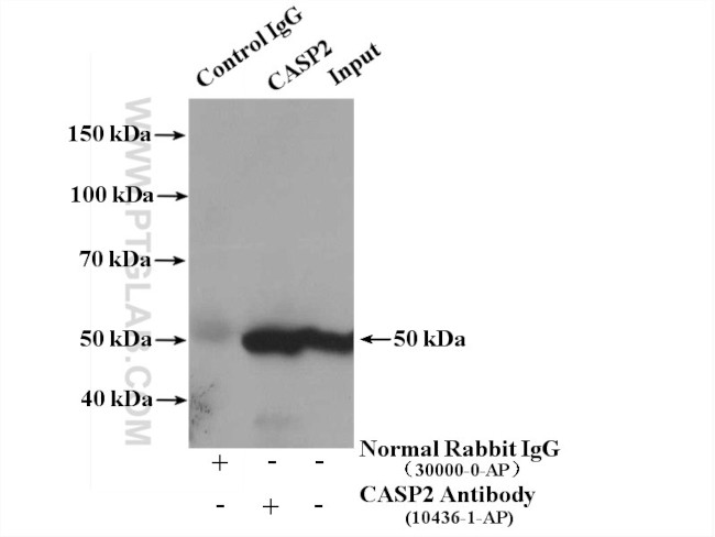 Caspase 2/p18 Antibody in Immunoprecipitation (IP)