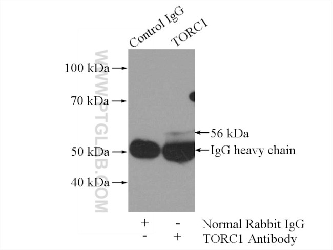 TORC1 Antibody in Immunoprecipitation (IP)