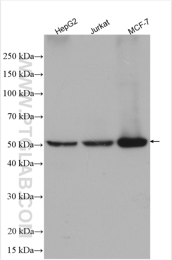 Seladin 1 Antibody in Western Blot (WB)