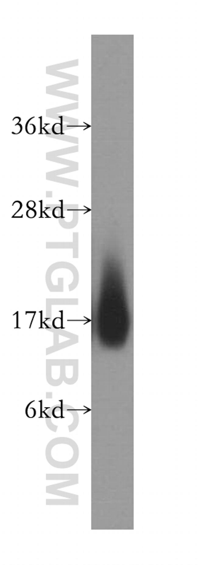 NUDT2 Antibody in Western Blot (WB)