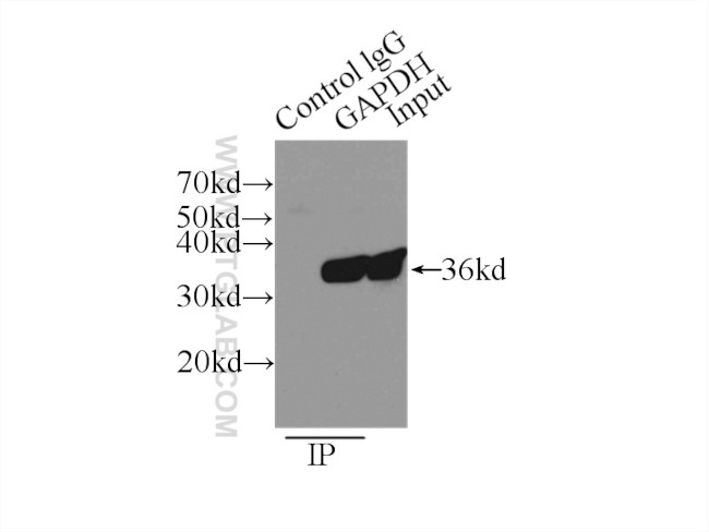 GAPDH Antibody in Immunoprecipitation (IP)