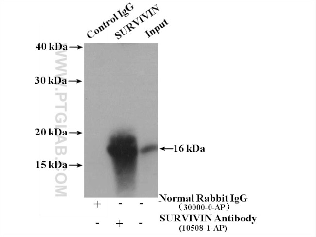 SURVIVIN Antibody in Immunoprecipitation (IP)