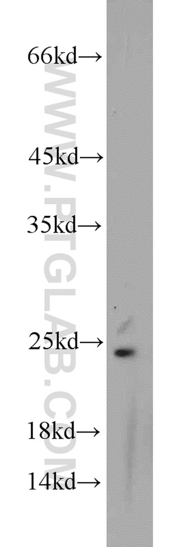 PCMT1 Antibody in Western Blot (WB)