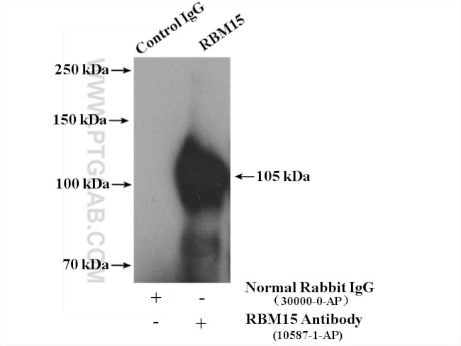RBM15 Antibody in Immunoprecipitation (IP)