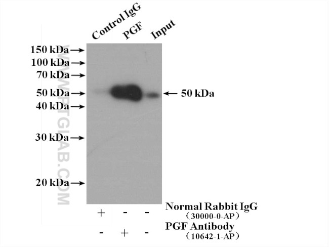 Placental Growth Factor Antibody in Immunoprecipitation (IP)