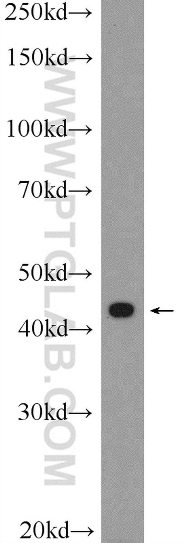 Inhibin beta A Antibody in Western Blot (WB)