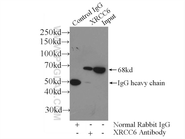 KU70 Antibody in Immunoprecipitation (IP)