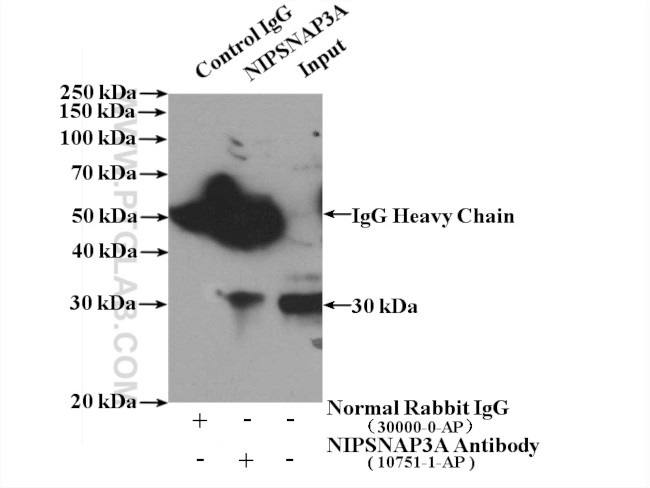 NIPSNAP3A Antibody in Immunoprecipitation (IP)