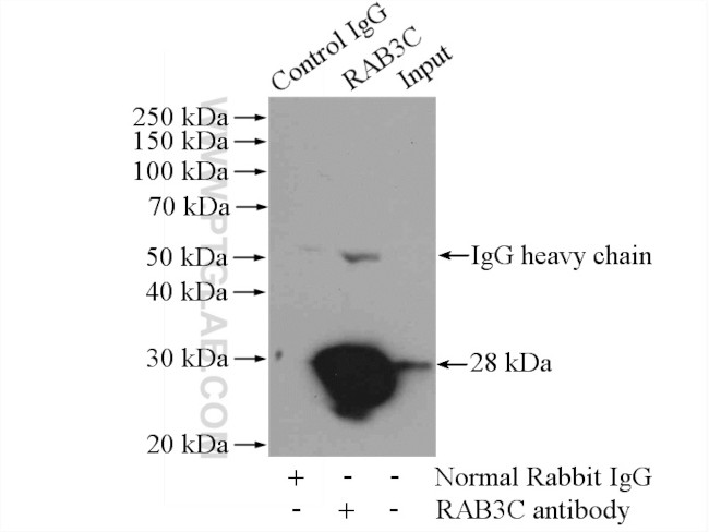 RAB3C Antibody in Immunoprecipitation (IP)