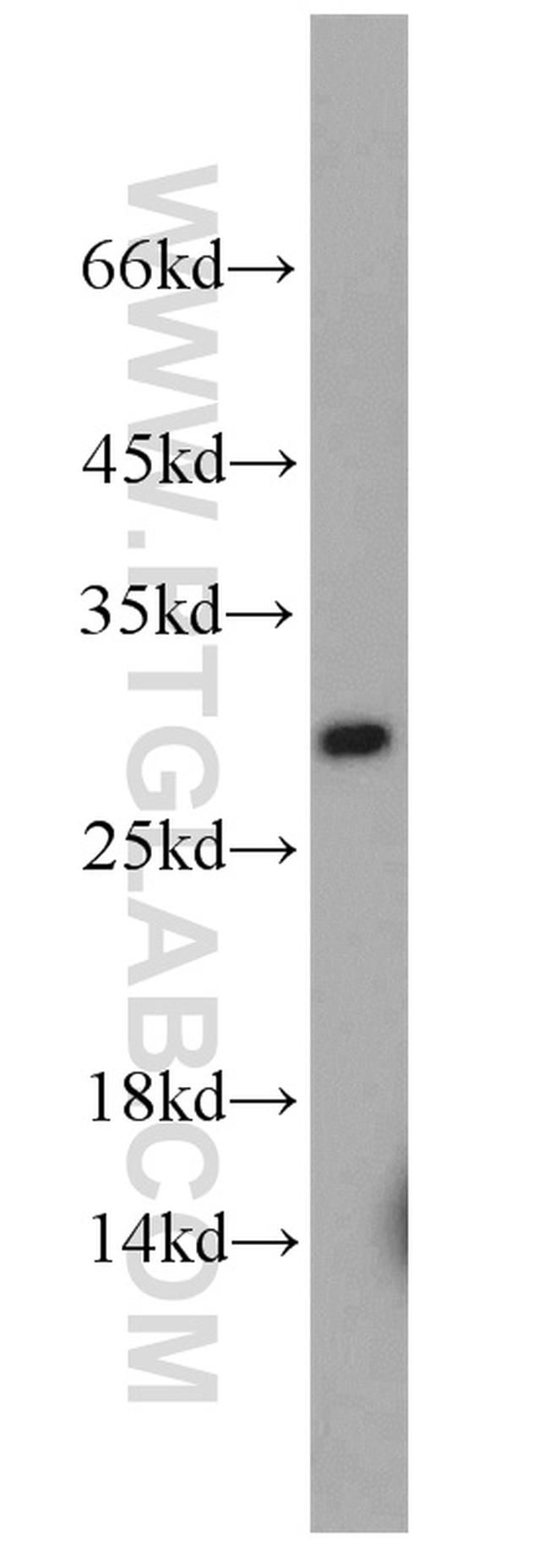 RAB3C Antibody in Western Blot (WB)