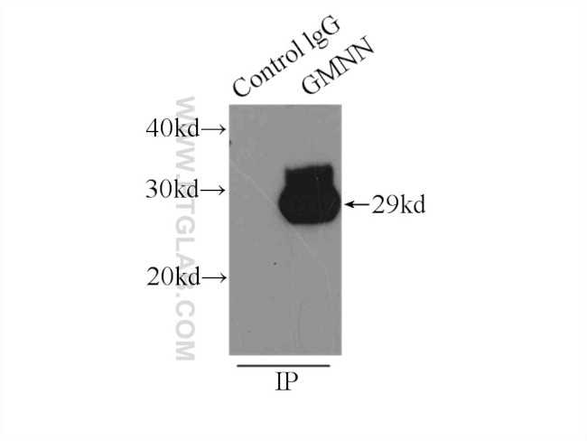 Geminin Antibody in Immunoprecipitation (IP)