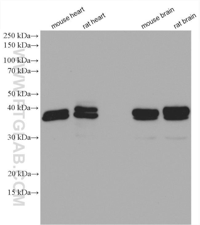 DNAJB2 Antibody in Western Blot (WB)