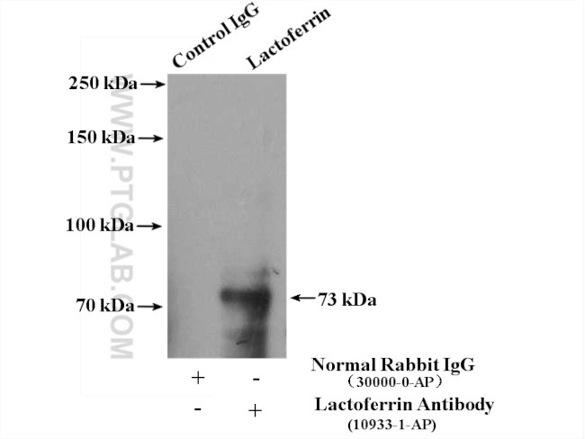 Lactoferrin Antibody in Immunoprecipitation (IP)
