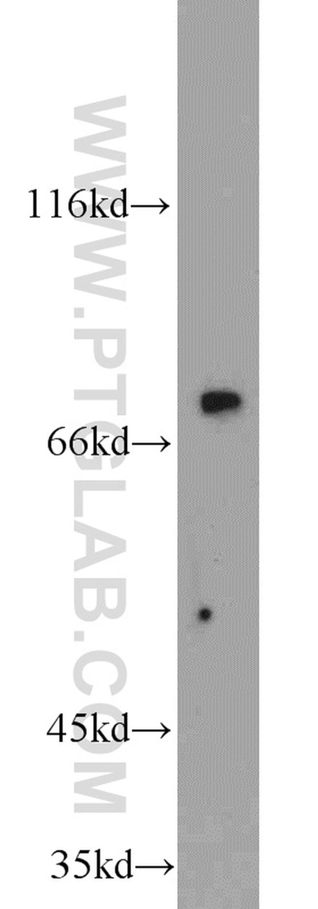 MIPEP Antibody in Western Blot (WB)