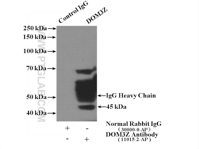 DOM3Z Antibody in Immunoprecipitation (IP)