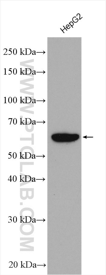 MUS81 Antibody in Western Blot (WB)