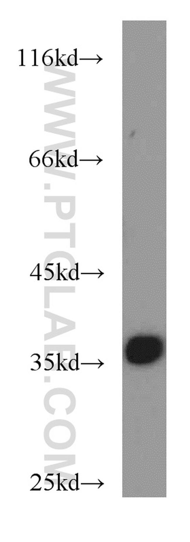 PPP1CC Antibody in Western Blot (WB)
