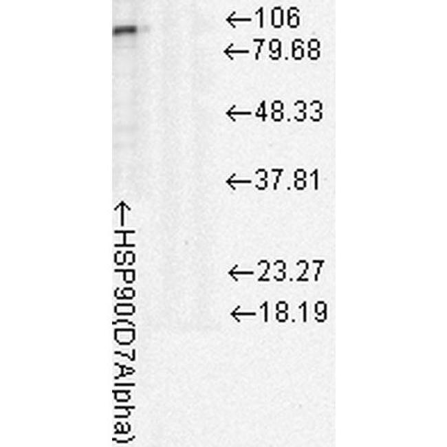 Hsp90 alpha Antibody in Western Blot (WB)