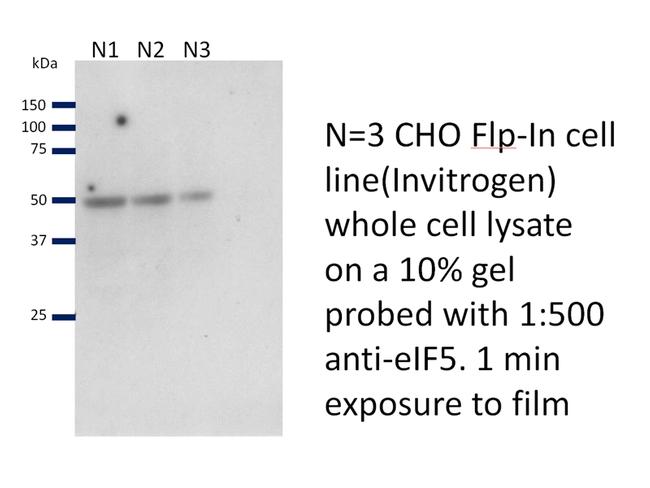 EIF5 Antibody in Western Blot (WB)