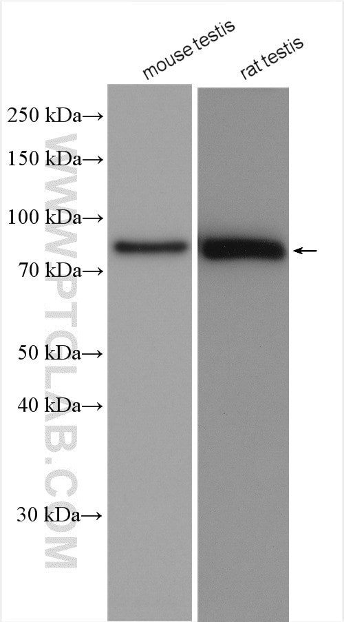 PVRL3/Nectin 3 Antibody in Western Blot (WB)