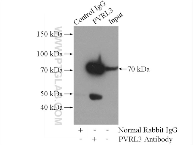 PVRL3/Nectin 3 Antibody in Immunoprecipitation (IP)