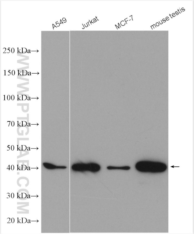 GLRX3 Antibody in Western Blot (WB)