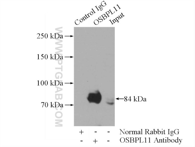 OSBPL11 Antibody in Immunoprecipitation (IP)