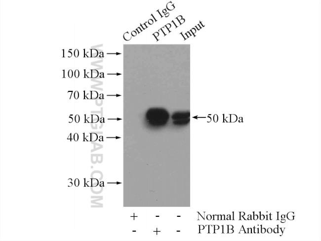 PTP1B Antibody in Immunoprecipitation (IP)