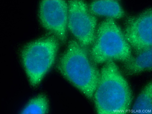 EEF1A1 Antibody in Immunocytochemistry (ICC/IF)